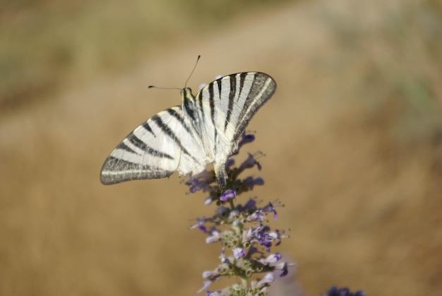 vlinder op bloem