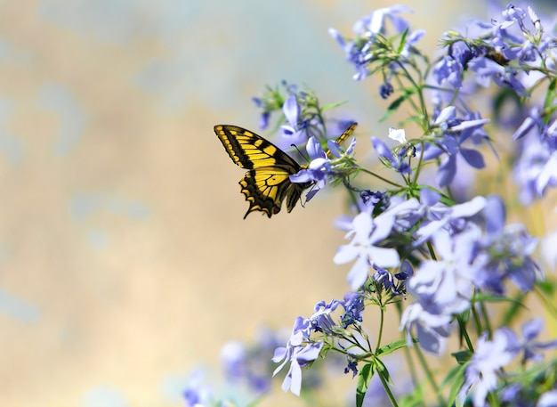 Vlinder op bloemen in een tuin