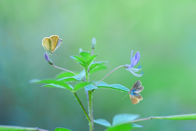 vlinder op bloemen met natuurachtergrond