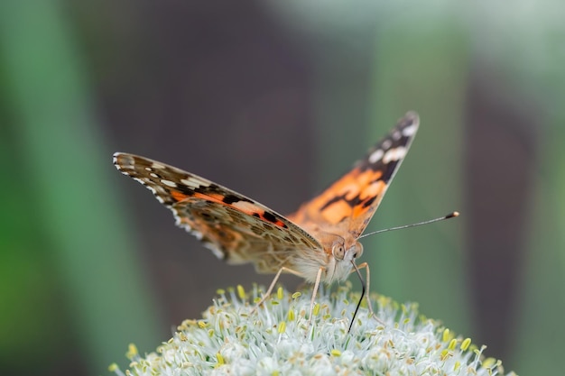 Vlinder op bloesem bloem in de groene natuur