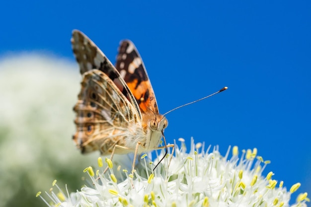 Vlinder op bloesem bloem in de groene natuur