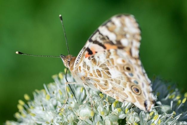 Vlinder op bloesem bloem in groen naturex9