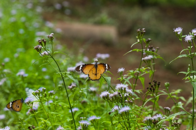 Vlinder op de bloemplant