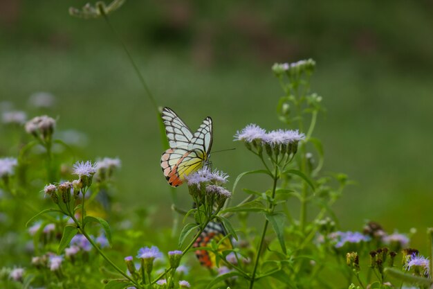 Vlinder Op De Bloemplant