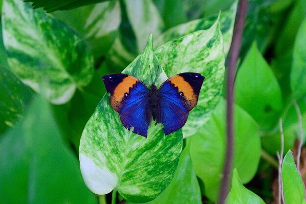 Foto vlinder op de groene bladeren