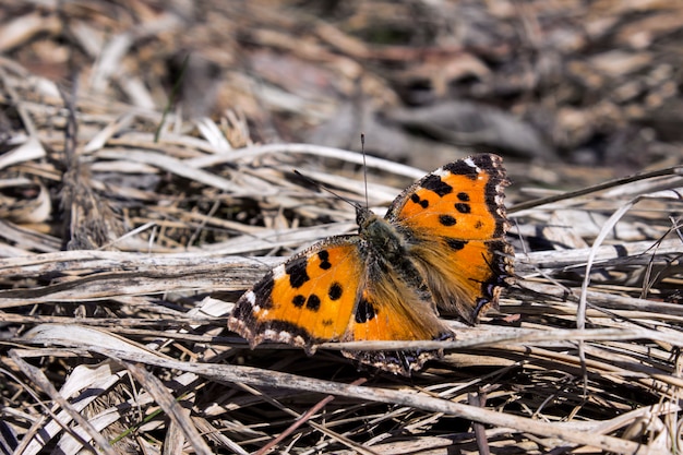 Vlinder op de vloer van hooi