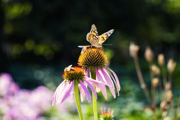 Vlinder op een bloem in de lentetuin