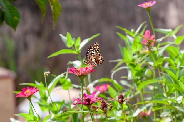 vlinder op een bloem in de tuin close-up