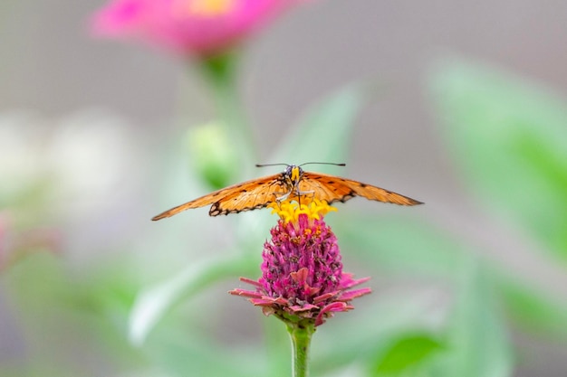 vlinder op een bloem in de tuin close-up