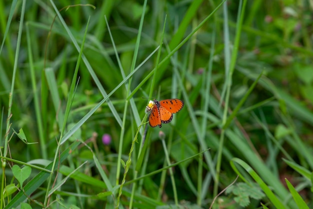 vlinder op een bloem in de tuin close-up