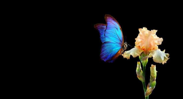 Foto vlinder op een bloem met een zwarte achtergrond