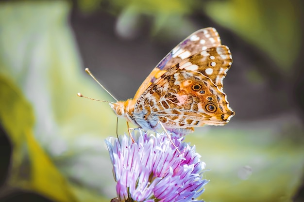 Vlinder op een bloem. Selectieve aandacht. natuur.