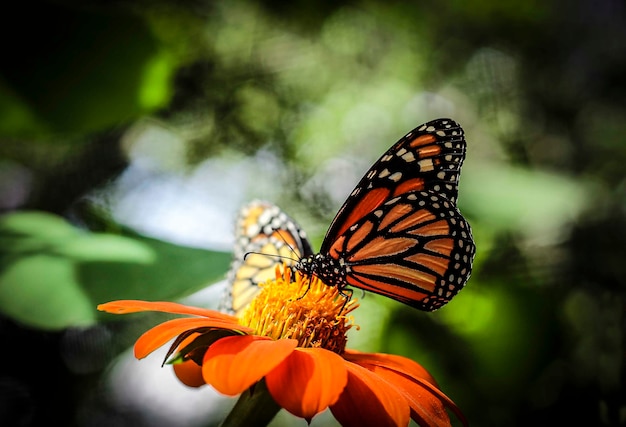 vlinder op een bloem