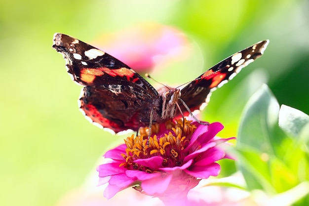 vlinder op een bloem