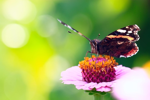 vlinder op een bloem