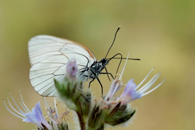 Vlinder op een bloem