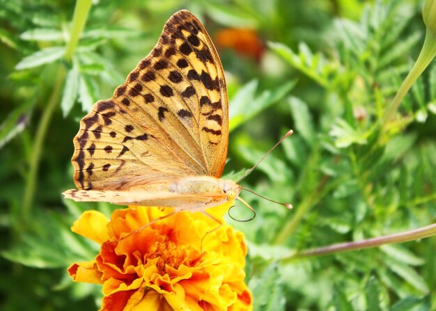 vlinder op een bloem