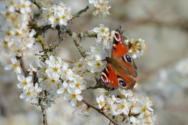 vlinder op een bloem