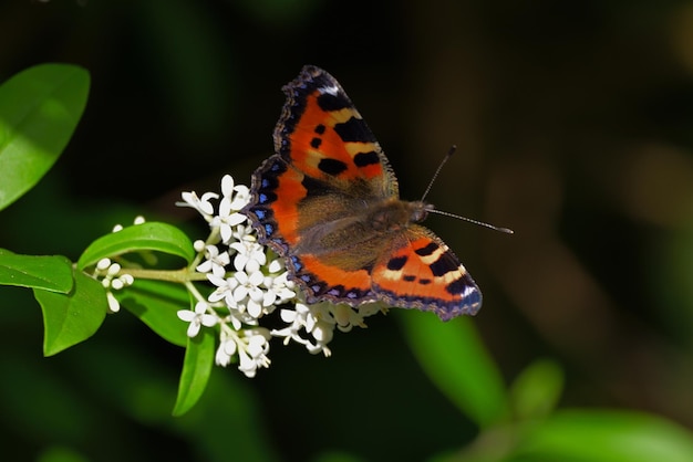 vlinder op een bloem