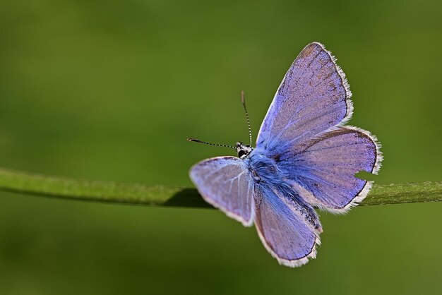 vlinder op een bloem