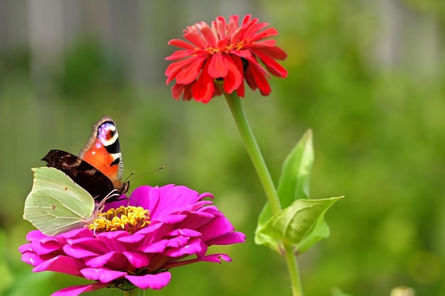 vlinder op een bloem