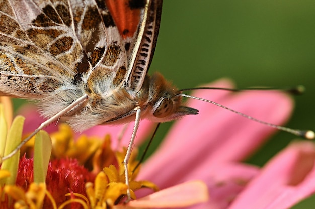 vlinder op een bloem