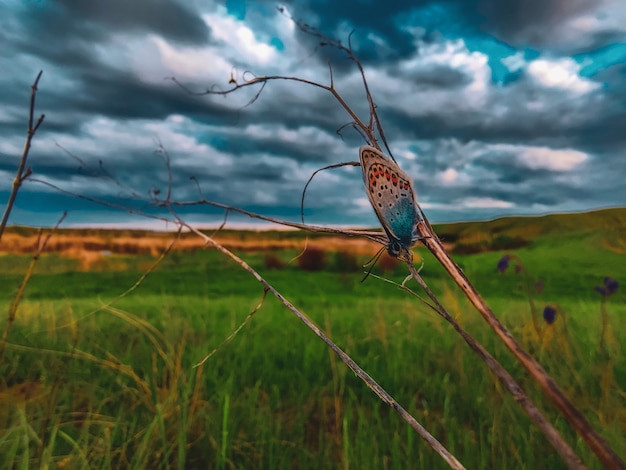 Vlinder op een gras met dramatische hemel. macrovlinder in het wild