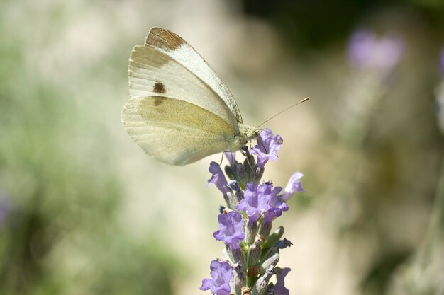 Foto vlinder op een lavendelbloem