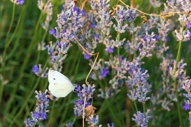 Vlinder op een lavendelbloem