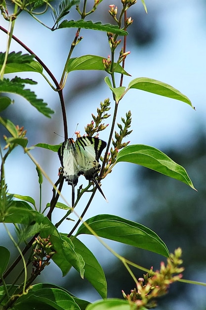 Foto vlinder op een plant