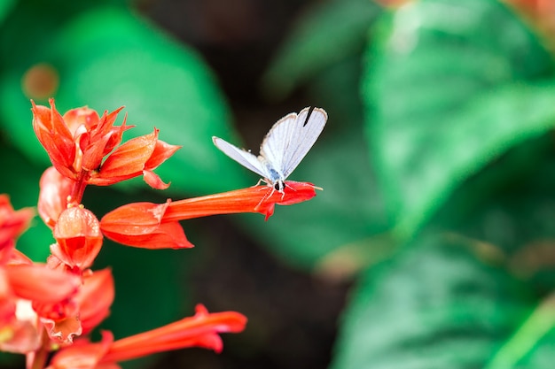 Foto vlinder op een rode bloem