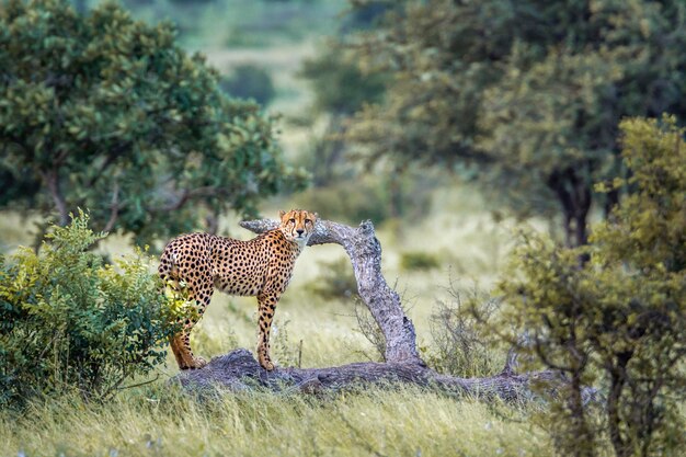 Vlinder op een veld