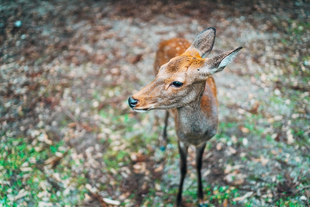 Vlinder op een veld