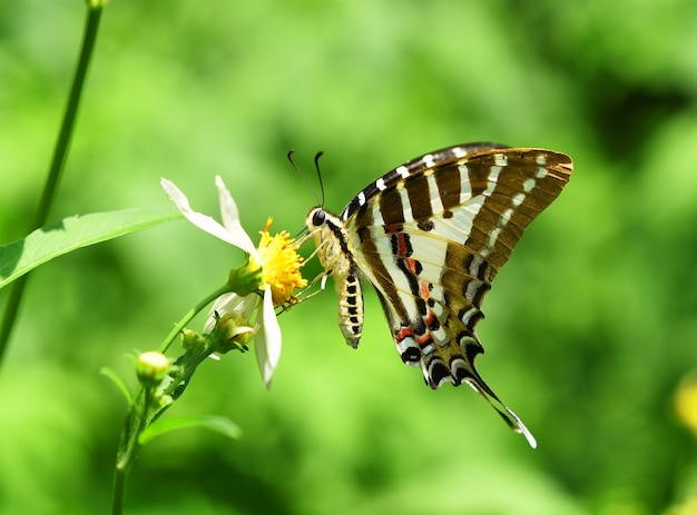 Vlinder op gele bloem in de tuin