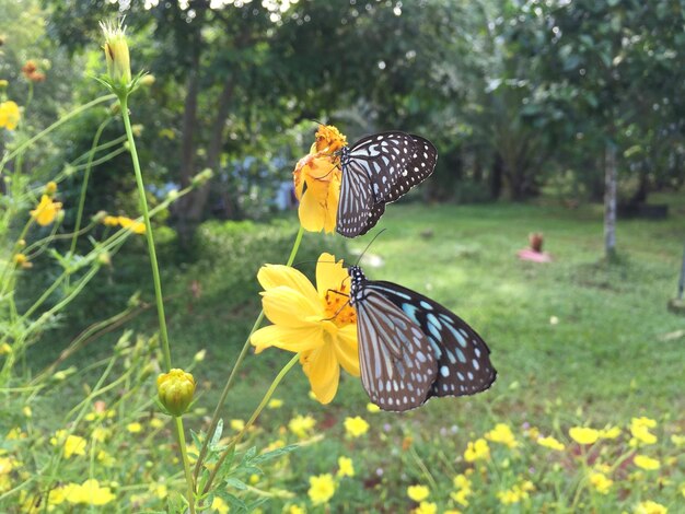 Foto vlinder op gele bloem