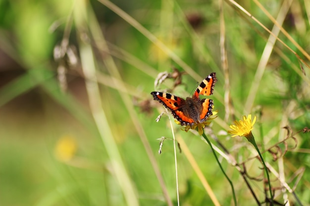 Vlinder op gras