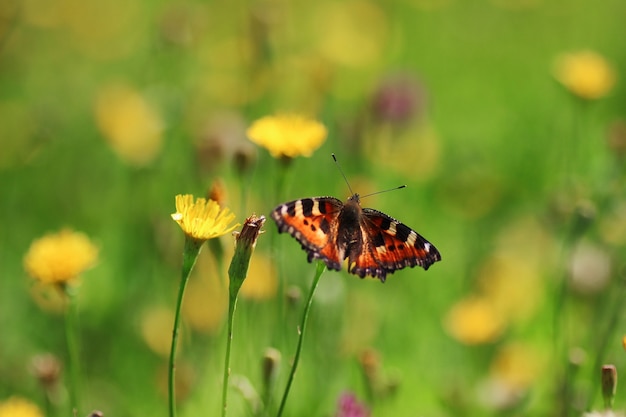 Vlinder op gras