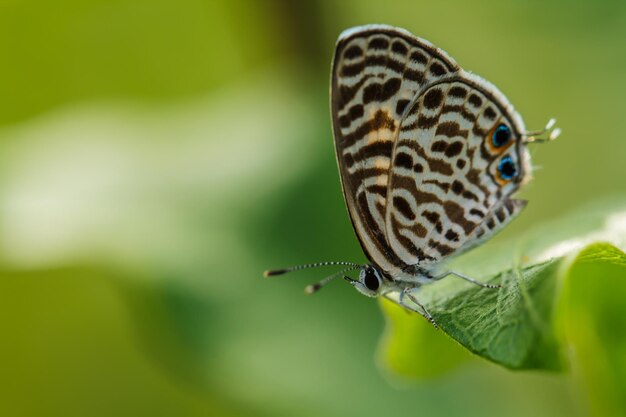 Vlinder op groen blad