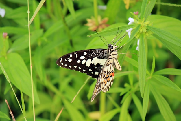 Vlinder op groen blad