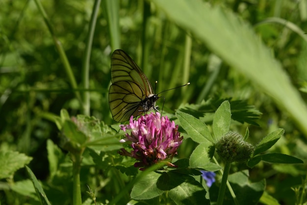 Vlinder op klaverbloem in zomerweide