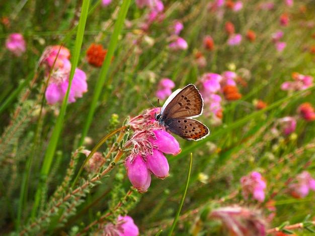 Foto vlinder op paarse bloem