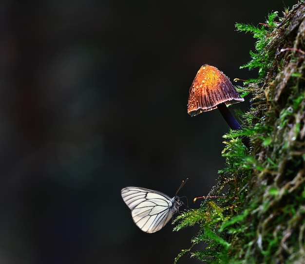 vlinder op paddenstoel in het bos, magische foto macrofoto, seizoensgebonden landschapslente in het park