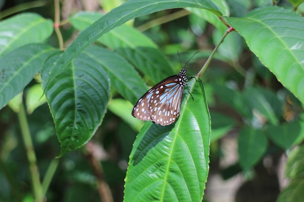 Foto vlinder op plant