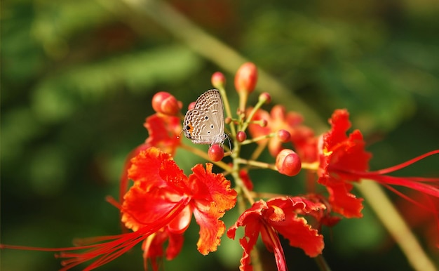 Vlinder op rode bloem natuurlijke achtergrond