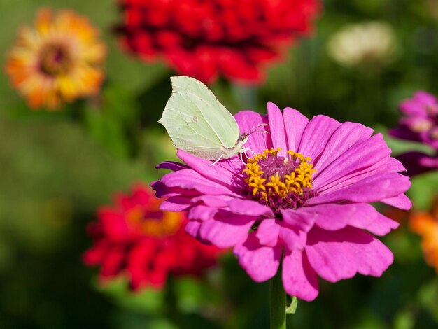 Vlinder op roze bloem close-up