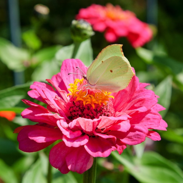 Vlinder op roze bloem