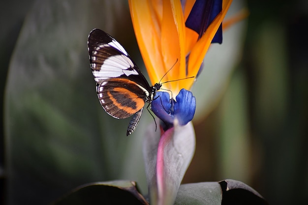 Vlinder op vogel van het paradijs