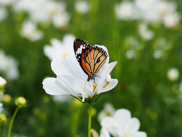 Vlinder op witte kosmos bloemenvelden.