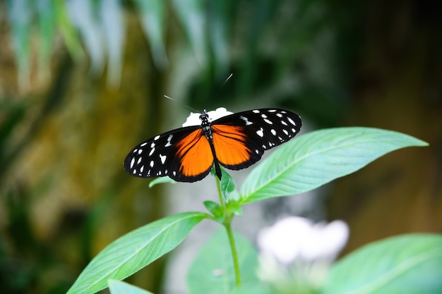 Foto vlinder oranje zwart wit