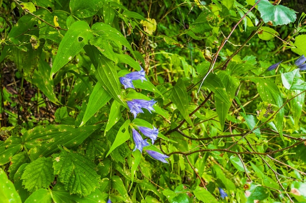 Vlinder over violetblauwe klokkenbloemen in zonlicht op weide